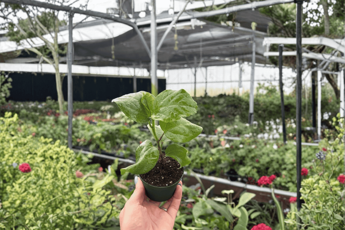 Red Planet Hibiscus 2 Starter Plants – Hibiscus rosa-sinensis ‘Red Planet’ 2” Size Bare Root
