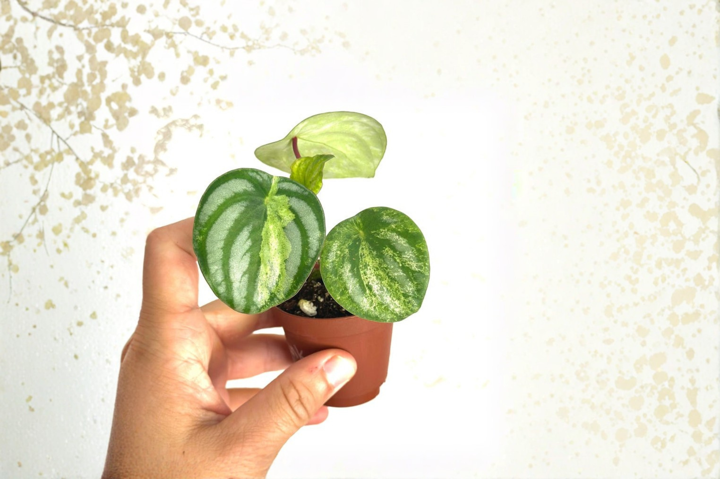 Peperomia Harmony Gold Dust Live Plant 2 Inch Pot Rare Peperomia Houseplant Gold Variegated Indoor Plant Gift