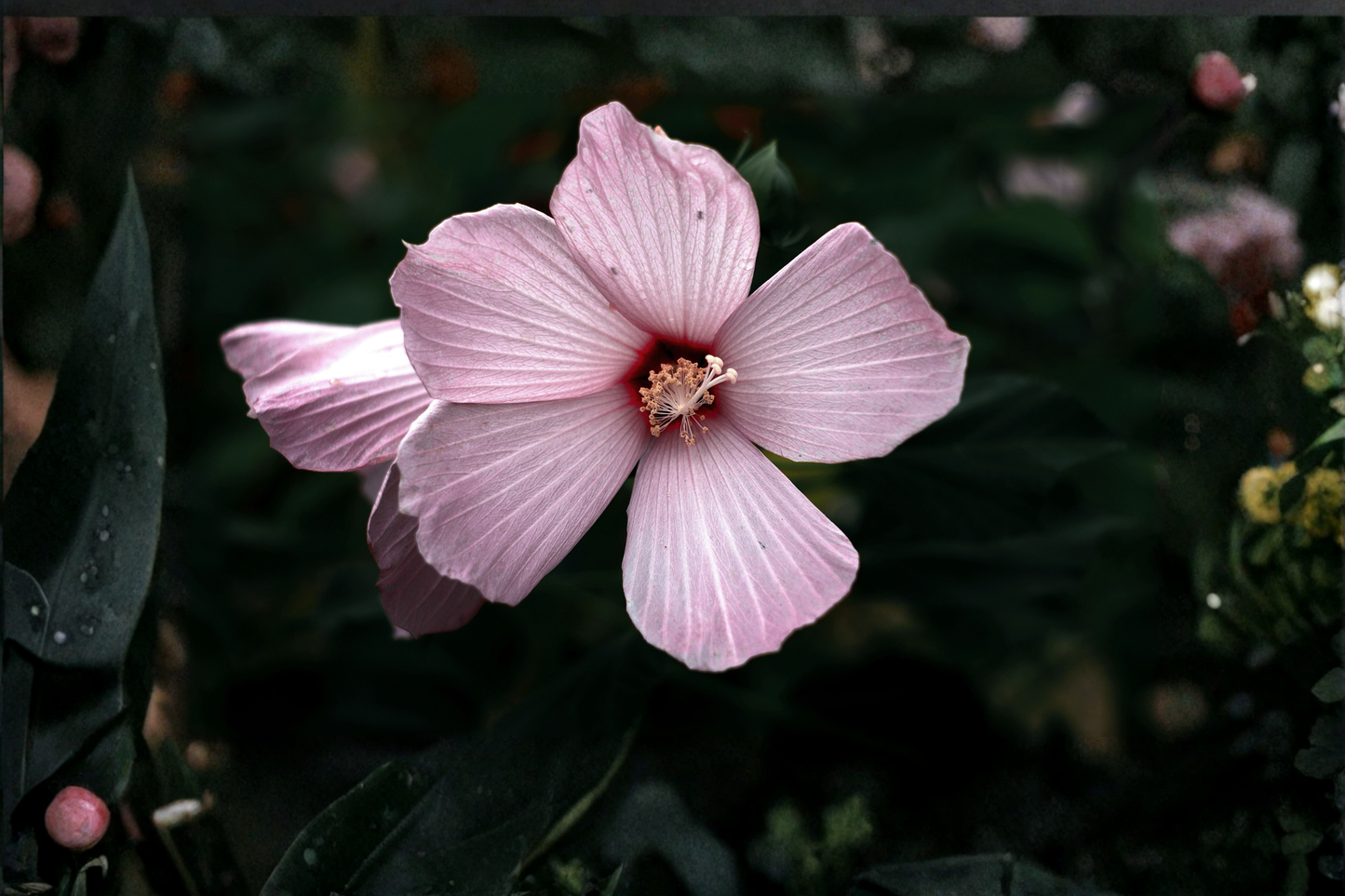 Rose Mallow Live Plant 20+ Inches Tall – Hibiscus moscheutos