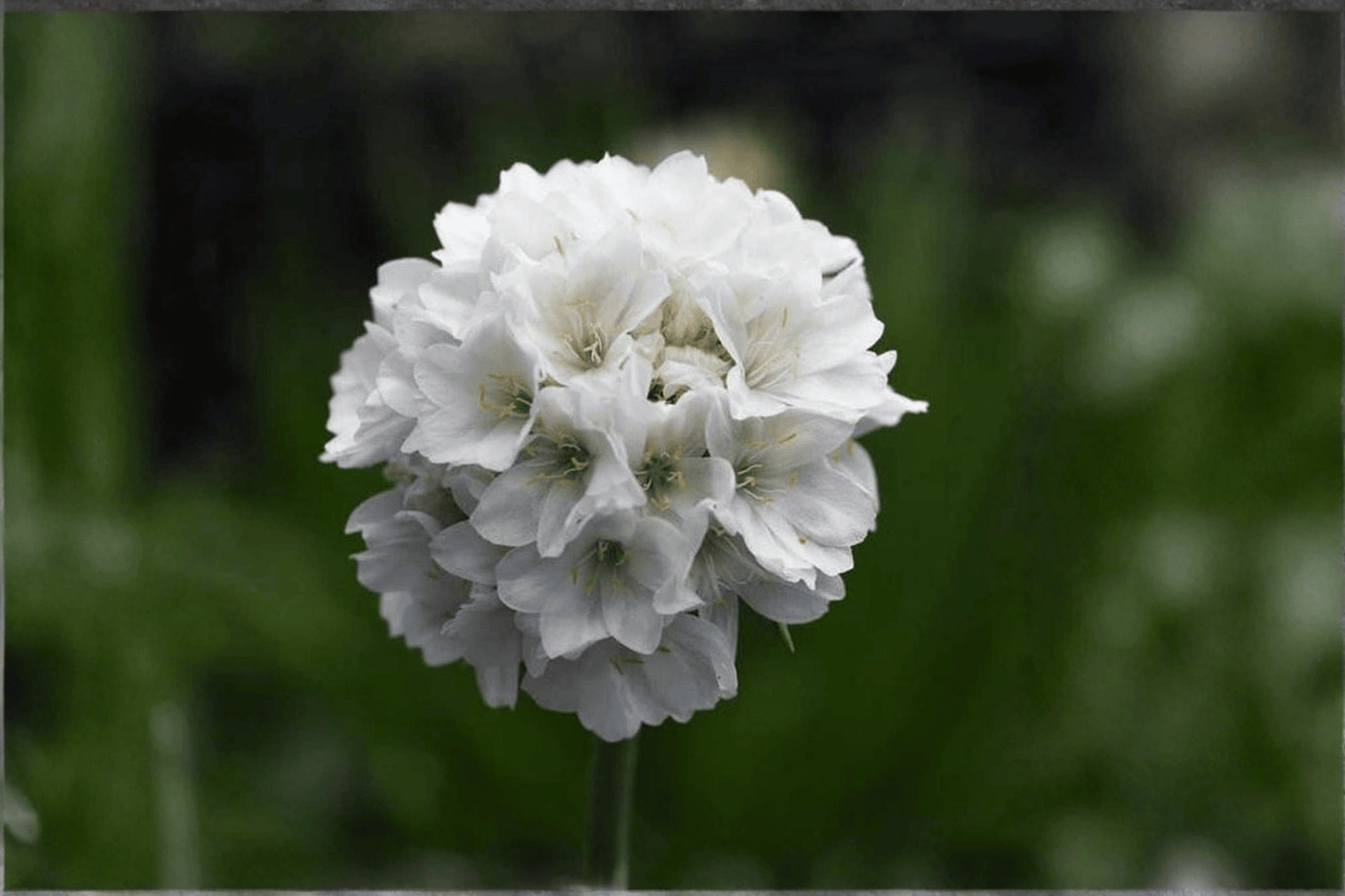 Dreameria Dream Clouds Sea Thrift 1 Live Plant – 4-Inch Pot – Armeria pseudarmeria ‘Dream Clouds’