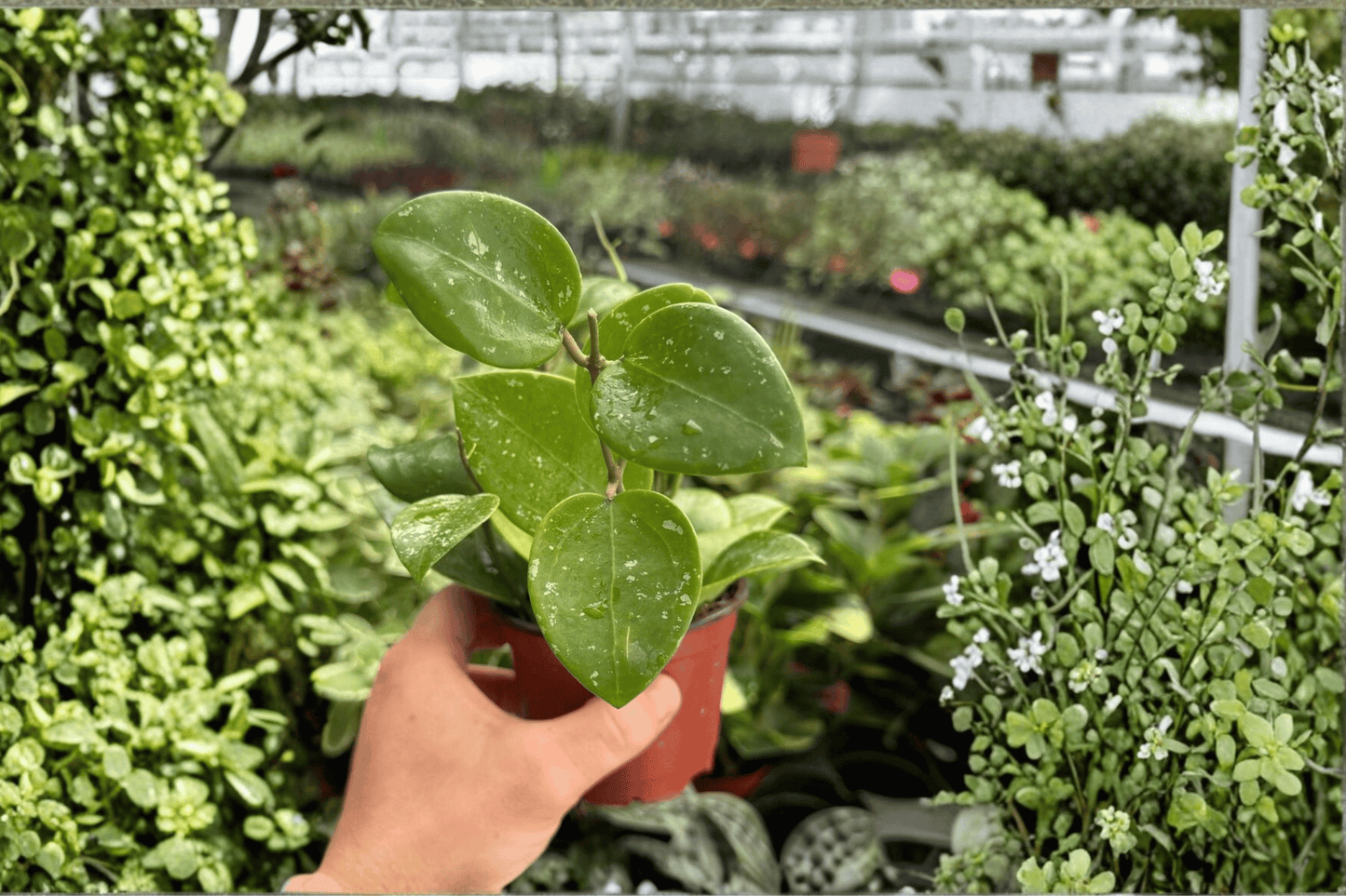 Hoya Parasitica Splash 2 Exact Live Plants – 4-Inch Pots