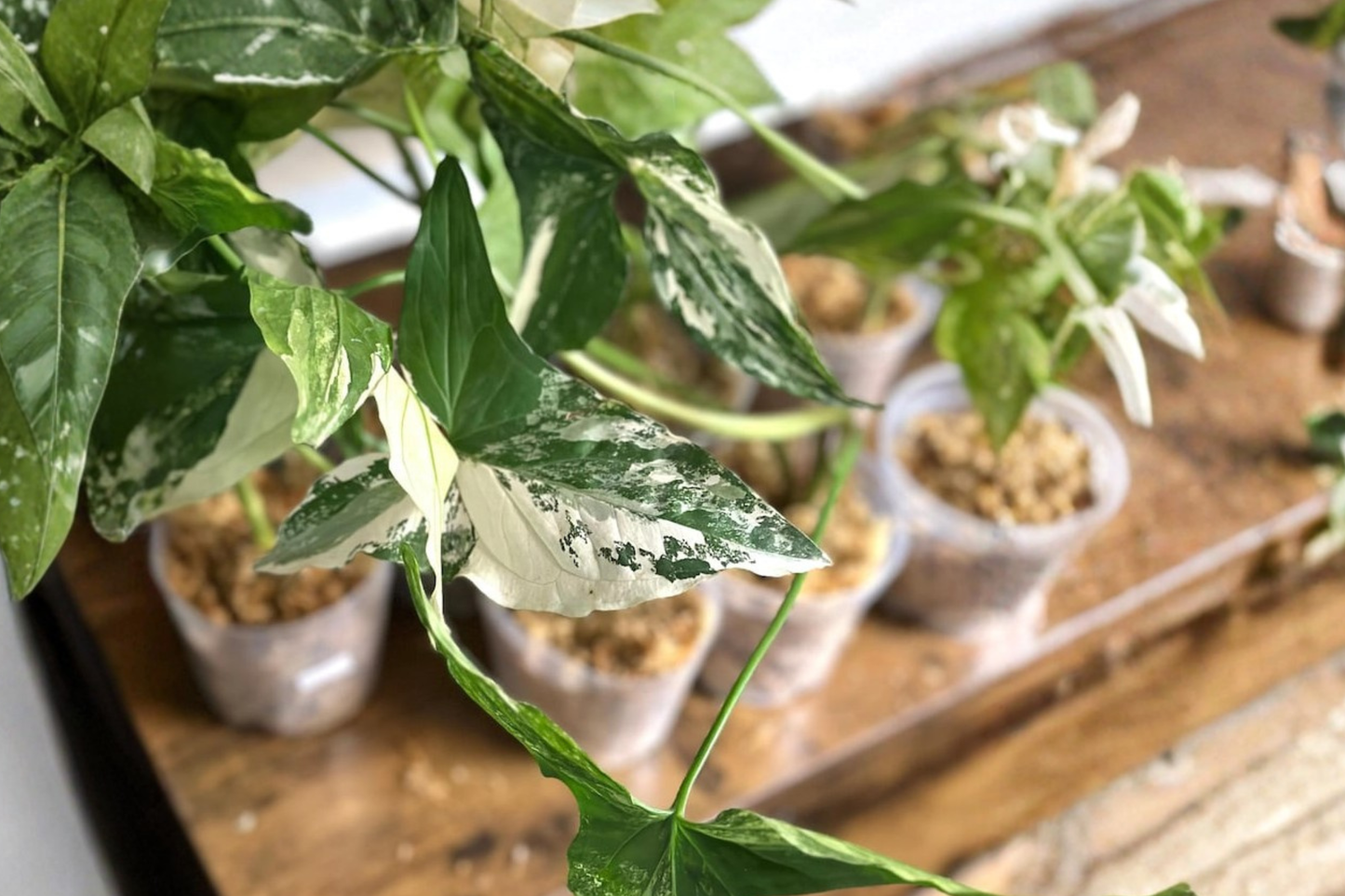 Syngonium Albo Variegata Live Plant Cutting Rare Arrowhead Vine Indoor Houseplant Starter