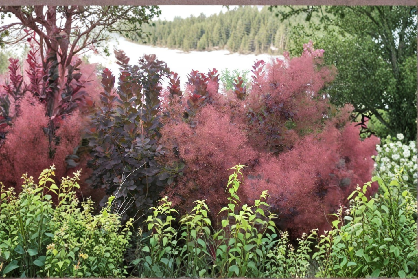 Grace Smoke Tree Live Plant 4 Inch Pot – Cotinus x ‘Grace’ Purple Foliage Ornamental Shrub Garden Plant