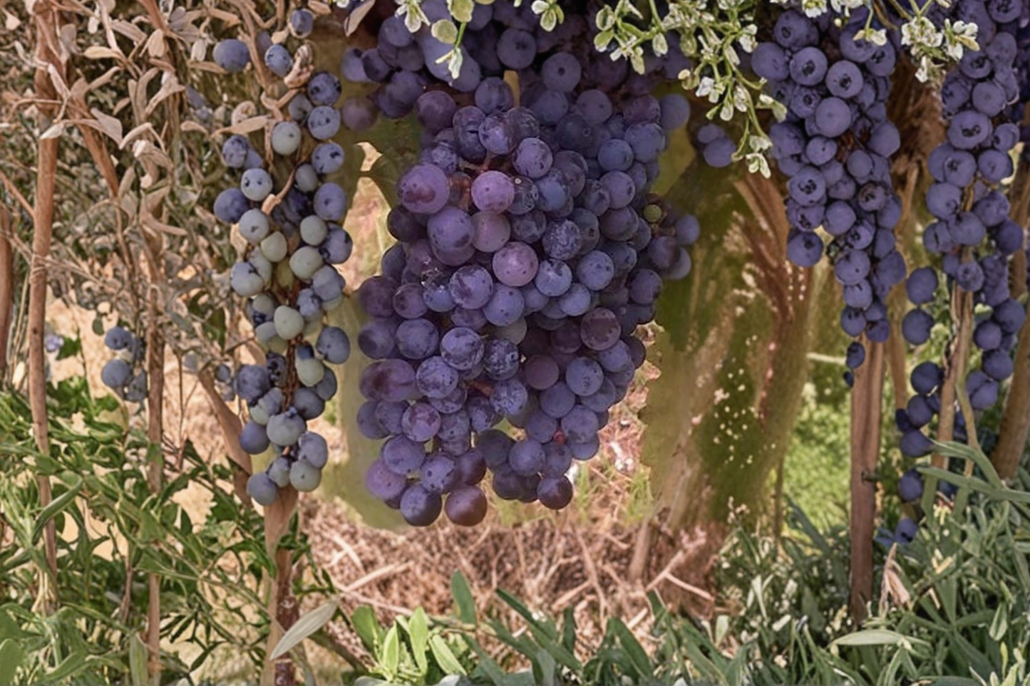 Zinfandel Grape Vine Live Plant 3 Gallon, Fruit Grape Vine for Garden Vineyard, Outdoor Climbing Vine