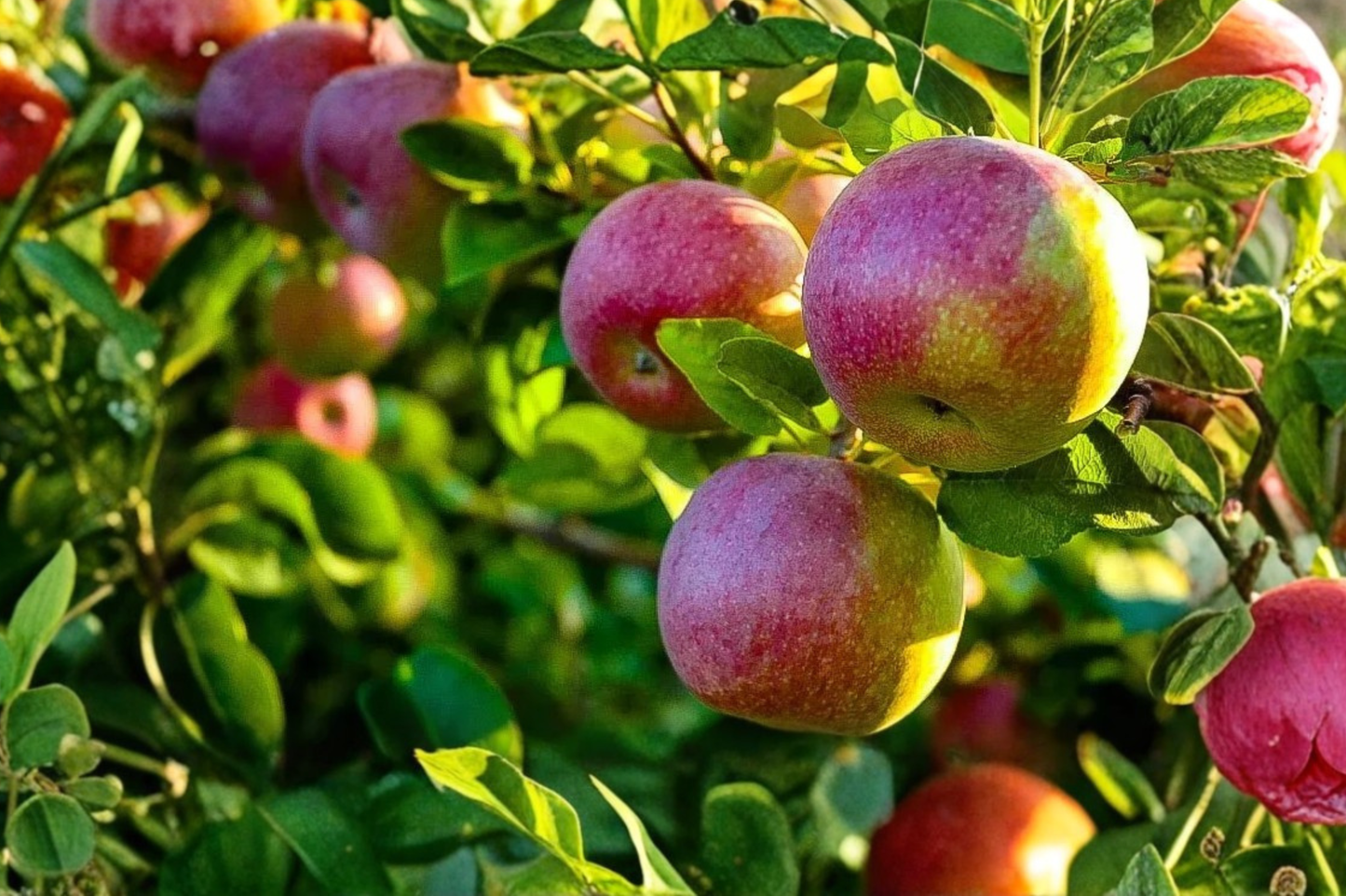 McIntosh Apple Tree 5 Gal Live Plant – Sweet Red Apple Fruit Tree for Garden, Hardy Apple Tree for Backyard Orchard Growing