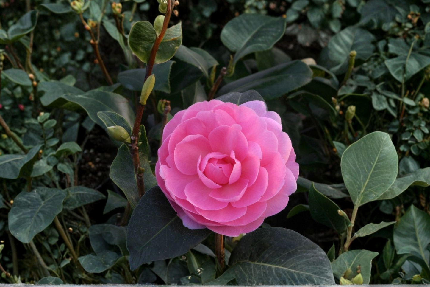 Camellia ‘E.G. Waterhouse’ 3 Gallon Live Plant – Camellia x williamsii Pink Flowering Evergreen Shrub