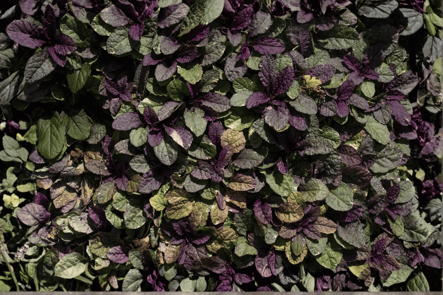 Burgundy Glow Carpet Bugle 1 Live Plant – 4-Inch Pot – Ajuga reptans ‘Burgundy Glow’