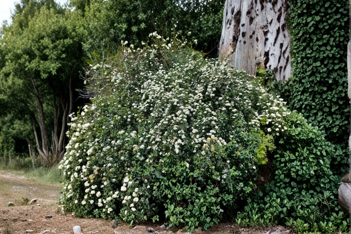 Renaissance Bridal Wreath Spirea Live Plant 4 Inch Pot – Spiraea x vanhouttei White Spring Bloom Shrub Garden Plant