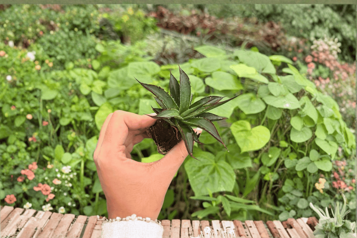 2 Agave Blue Glow Exact Starter Plants – Agave ‘Blue Glow’