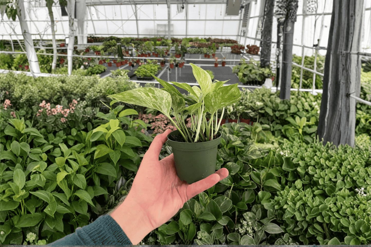Marble Queen Pothos 2 Live Plants – 4-Inch Pots – Epipremnum aureum ‘Marble Queen’