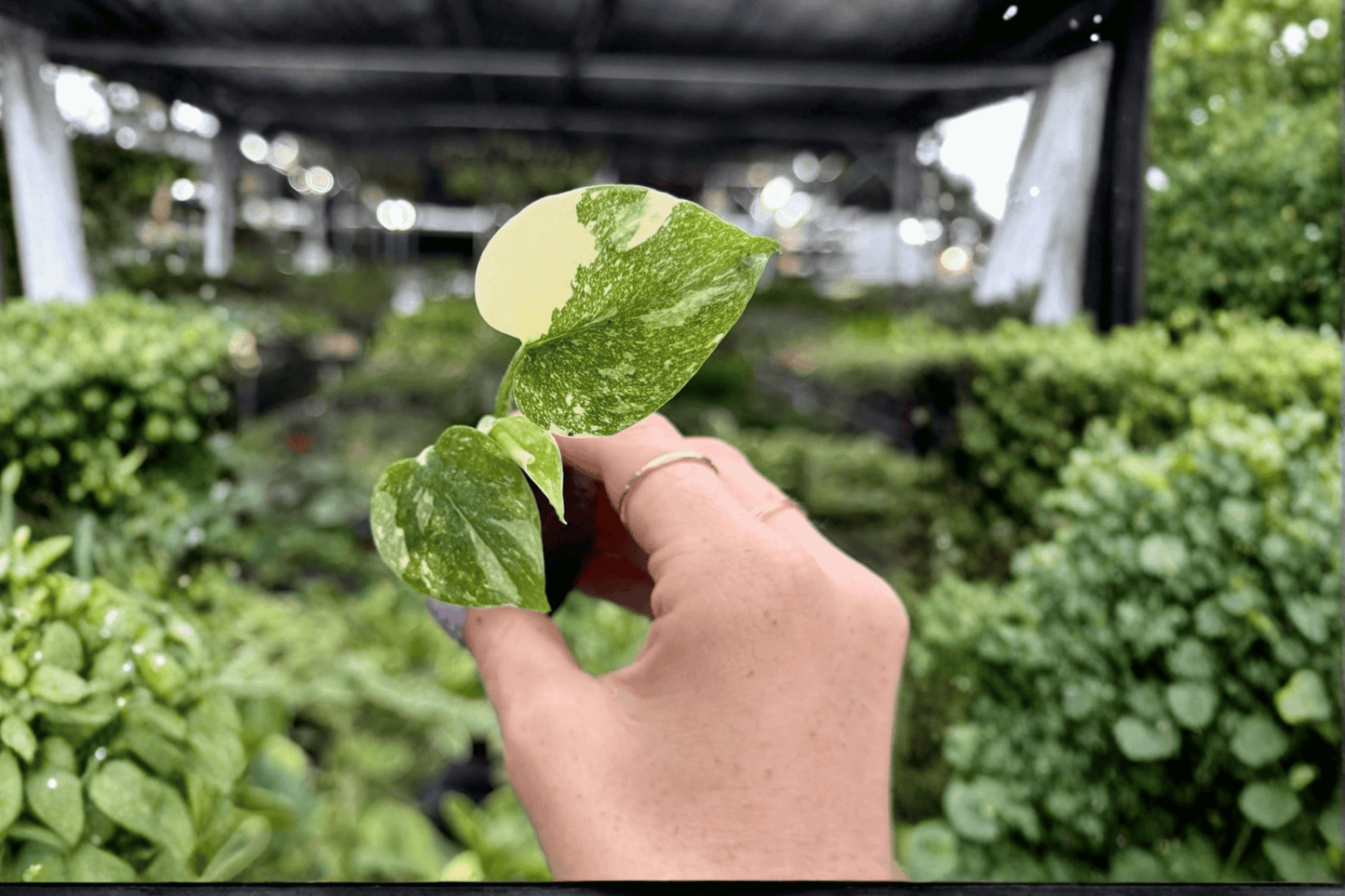 2 Exact Monstera Cream Cheese Starter Plants in Plug – Monstera deliciosa 'Cream Cheese'