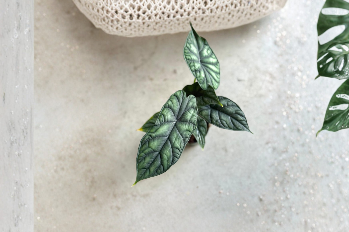 Alocasia Dragon Scale Live Plant Rare Tropical Indoor Houseplant Rooted Starter Plant Gift