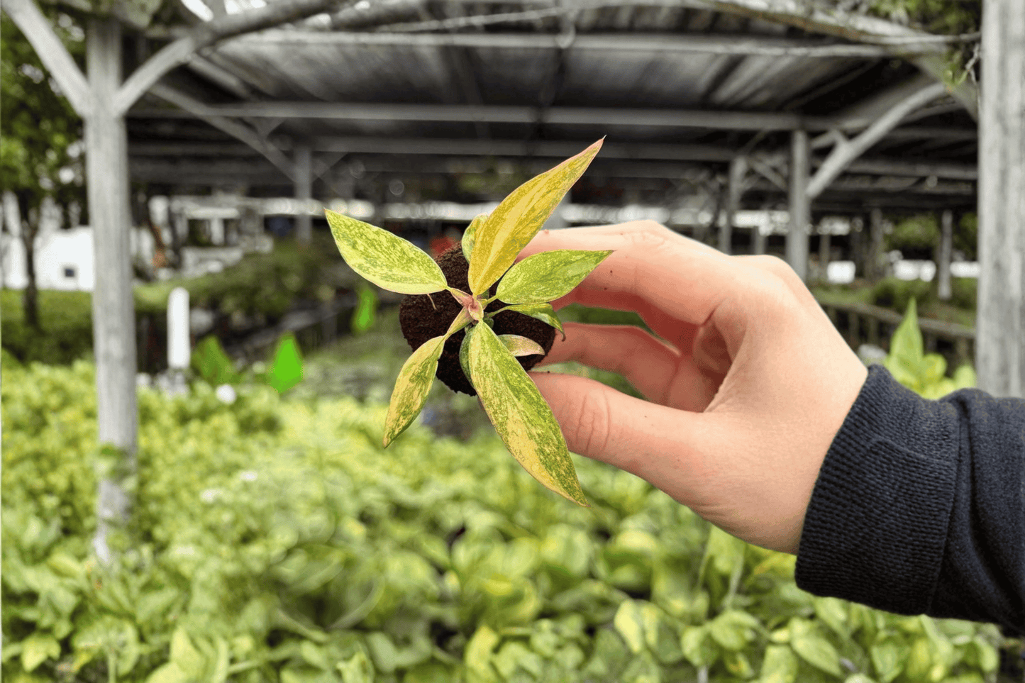 Philodendron Orange Princess 2 Exact Live Starter Plants – Philodendron Hybrid