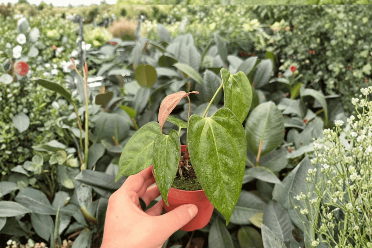 Anthurium Papi × Gunayala 2 Exact Live Plants – Specific 4” Size