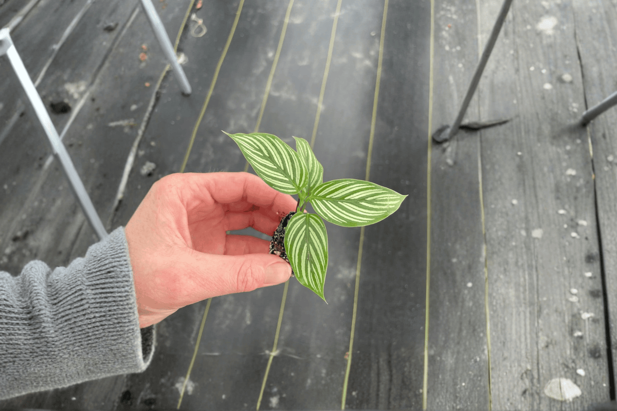 Calathea Vittata 2 Live Starter Plants – Goeppertia elliptica Bare Root