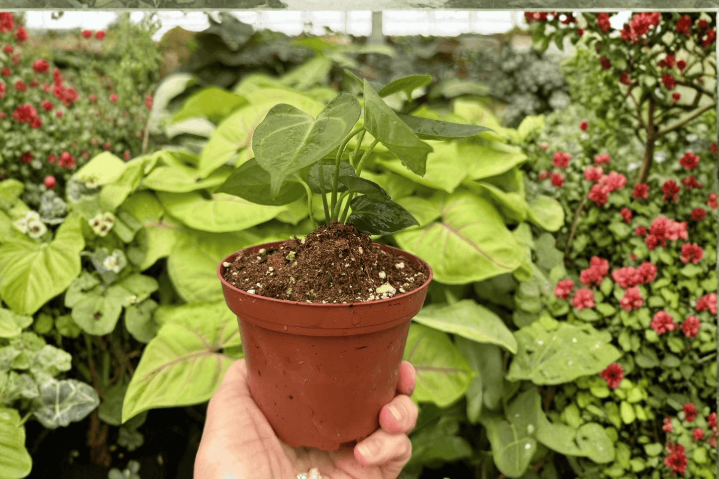 2 Anthurium 'Xone × Goliath' Exact Live Plants – Specific Plants in 4-Inch Pots