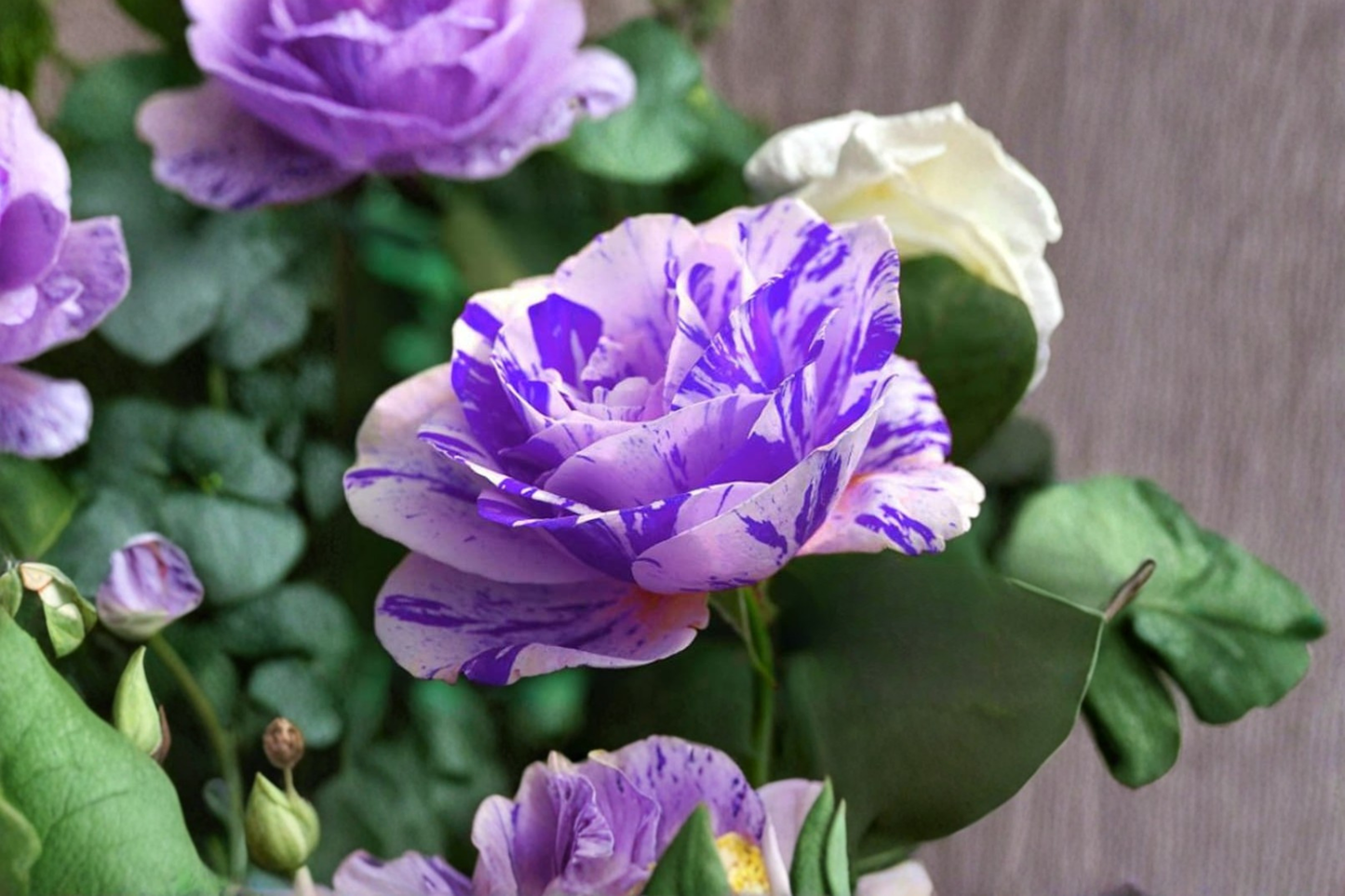 English Pink and Purple Rose Seeds Fragrant Flower Bush Garden Planting 10 Seeds