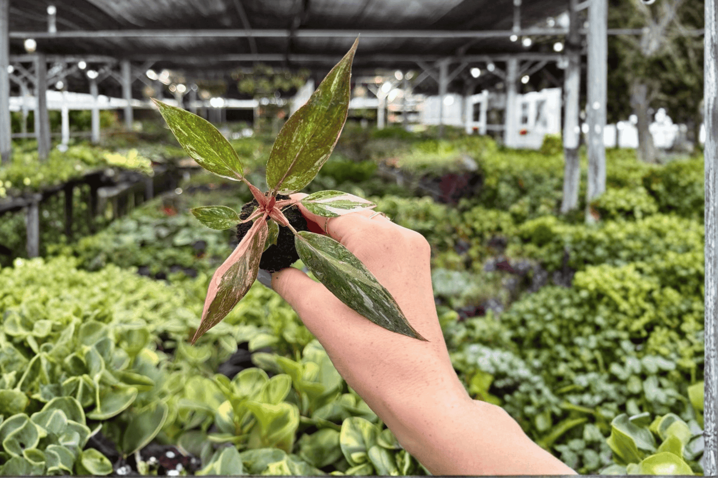 2 Exact Philodendron Pink Princess Galaxy Starter Plants in Plug – Philodendron erubescens 'Pink Princess Galaxy'