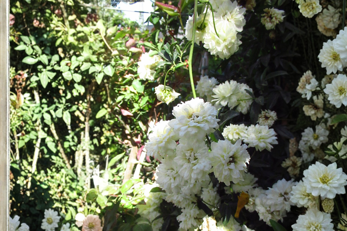 White Lady Banks Climbing Rose Live Plant – 3 Gallon Pot – Rosa banksiae 'Alba Plena'