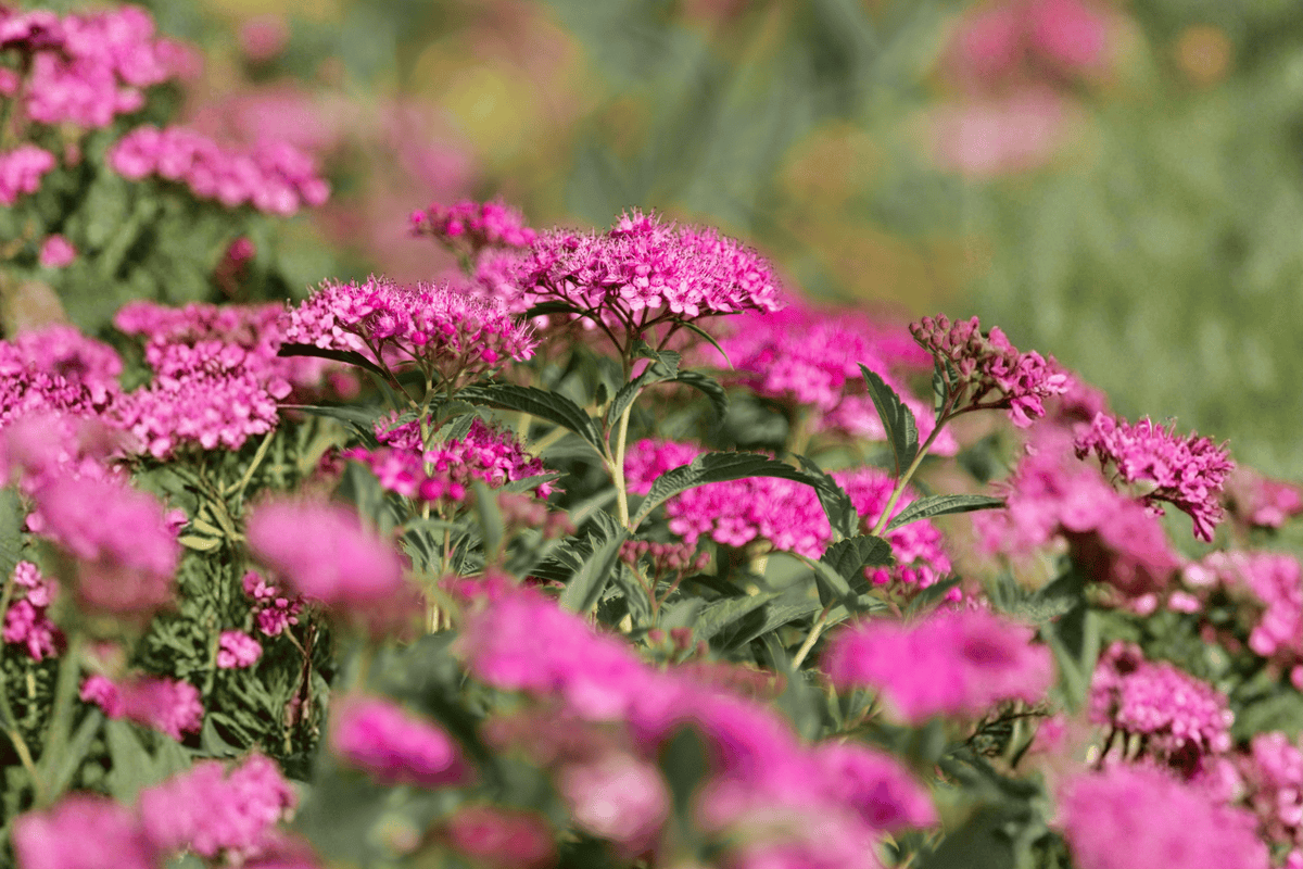 Little Spark Spirea 1 Live Flowering Shrub, 3 Gallon Pot, 15 Inches – Spiraea japonica ‘Little Spark’