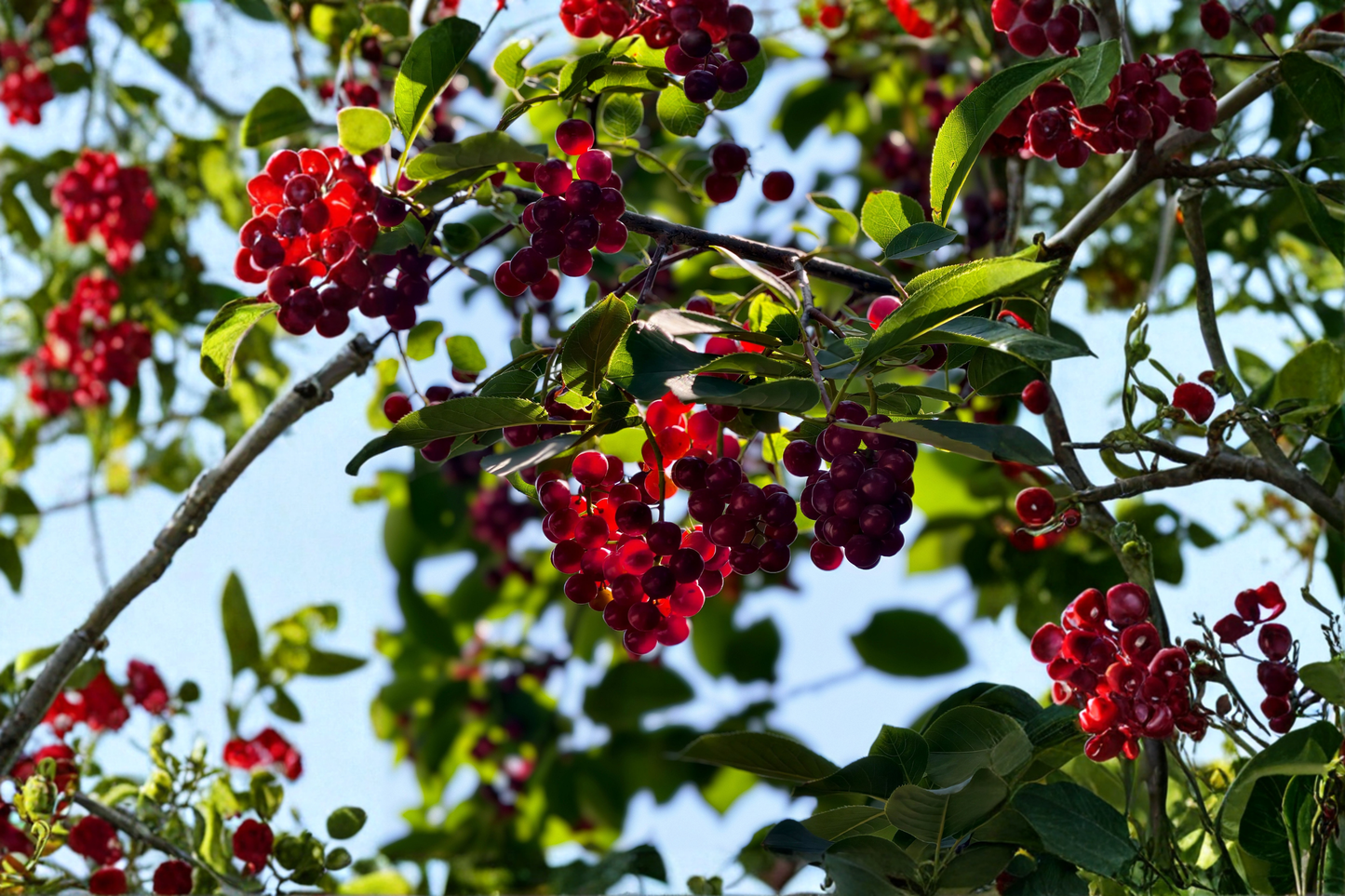 Nanking Bush Cherry Live Plant 24+ Inches – Prunus tomentosa 'Nanking'