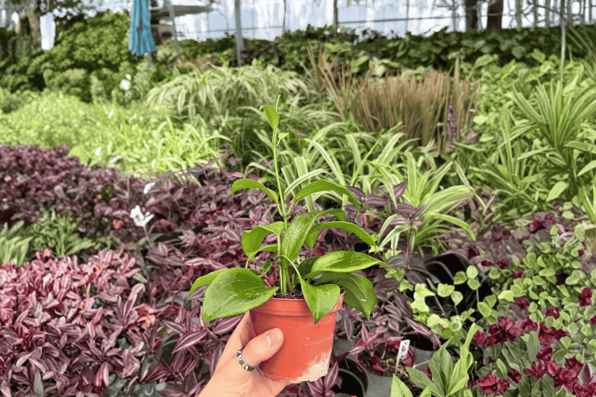 Hoya quinquenervia 2 Exact Live Plants – 4-Inch Pots – Hoya quinquenervia