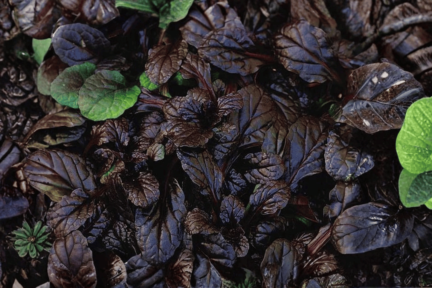 Mahogany Carpet Bugle 1 Live Plant – 4-Inch Pot – Ajuga reptans ‘Mahogany’