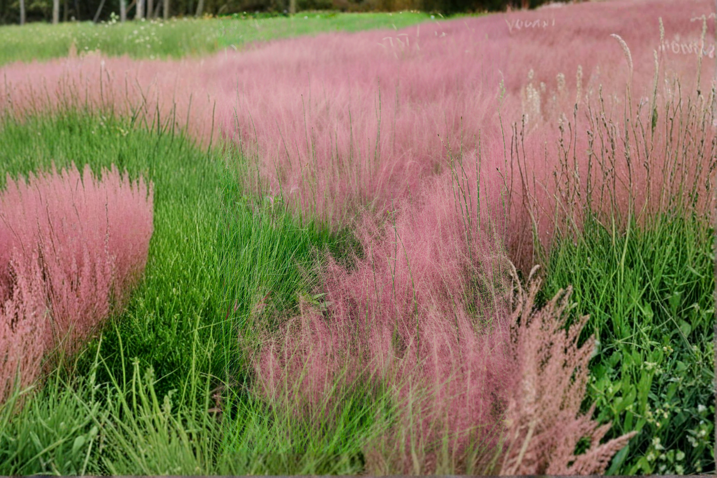 Pink Muhly Grass Live Starter Plant – 4–6 Inches Tall, No Pot (Muhlenbergia capillaris)