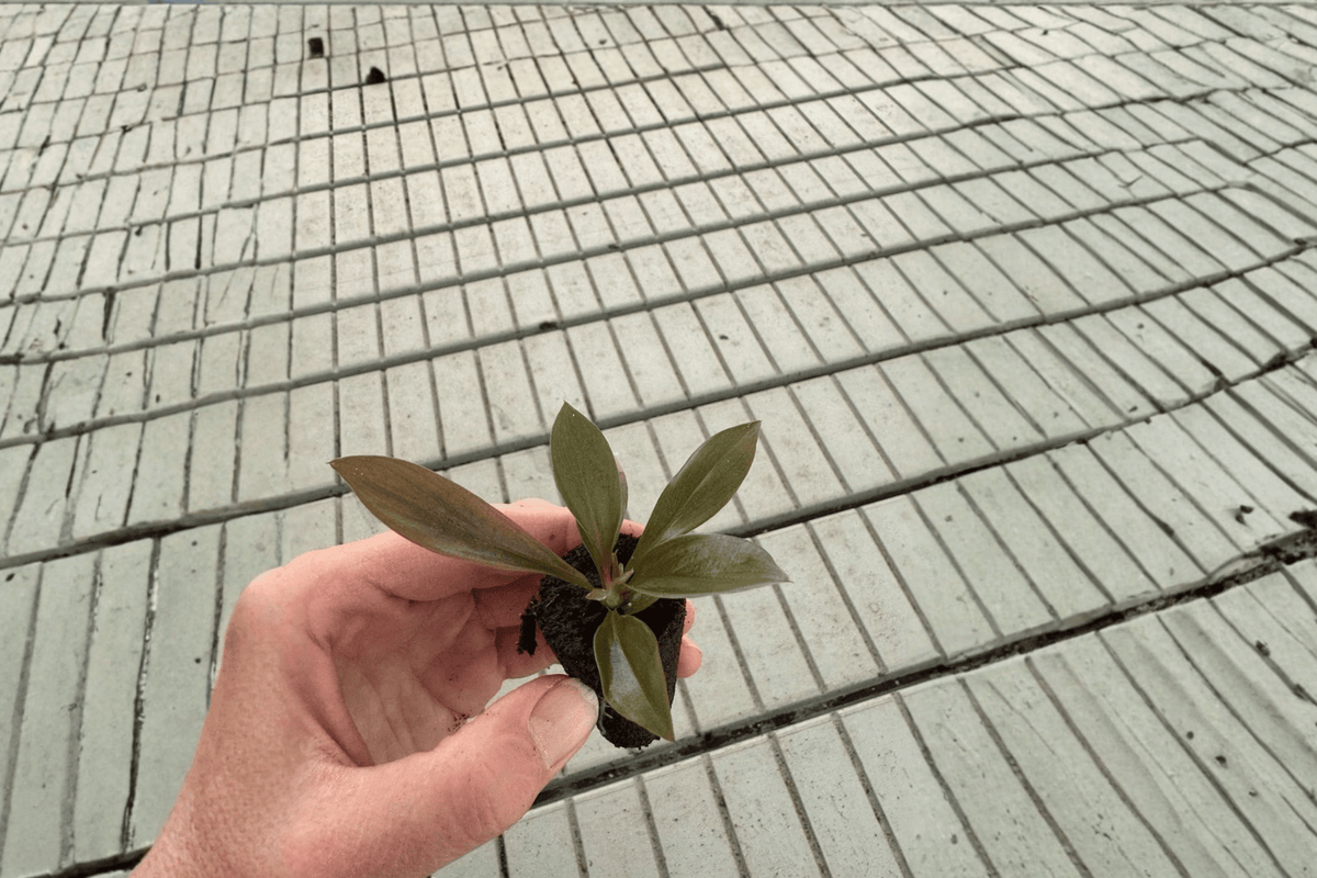 2 Philodendron linnaei Kunth Starter Plants – 2” Pot Size