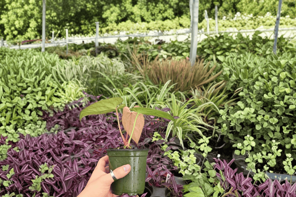 Anthurium Goliath × AOS 2 Exact Live Plants – Specific 4” Size
