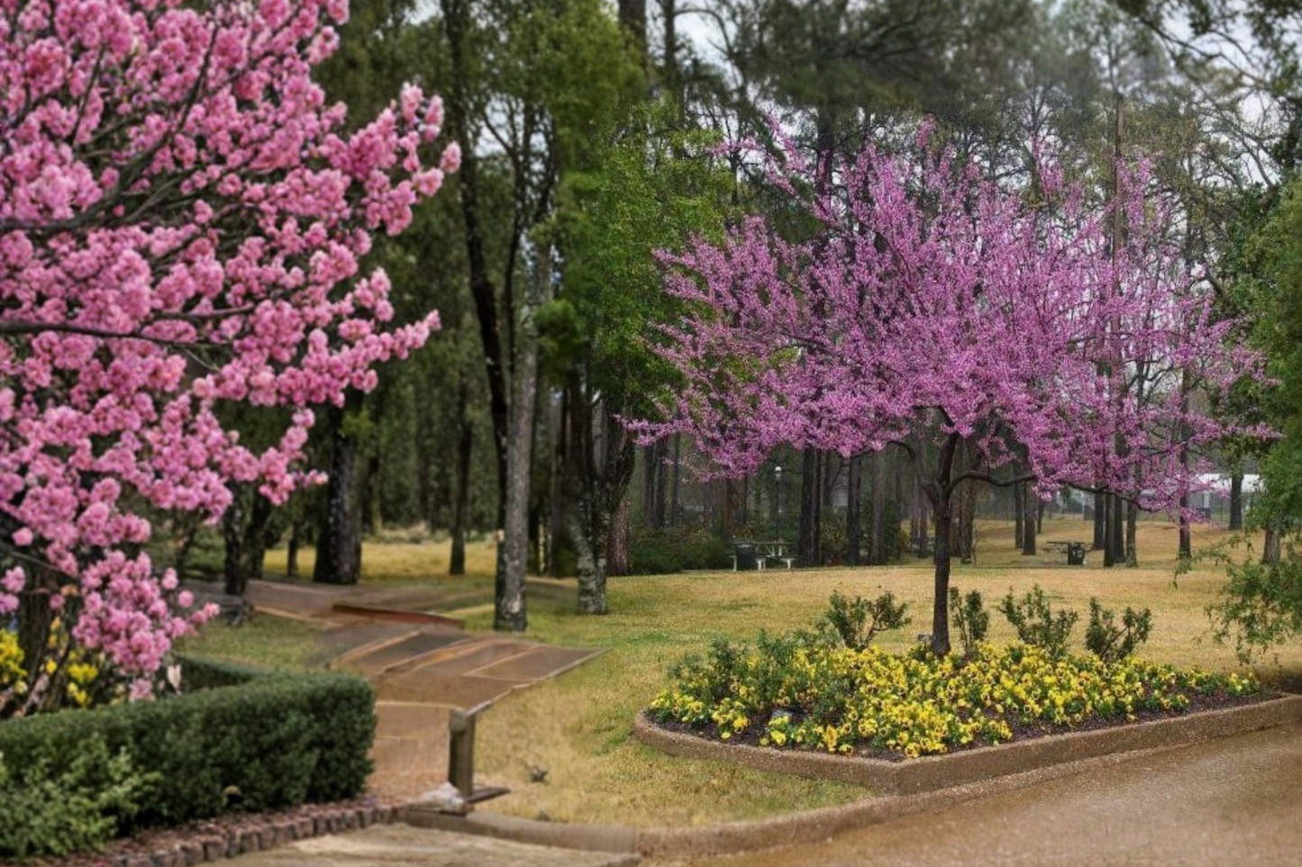 Appalachian Redbud Tree 4-6 Ft Live Plant – Pink Flowering Cercis canadensis Ornamental Garden Tree