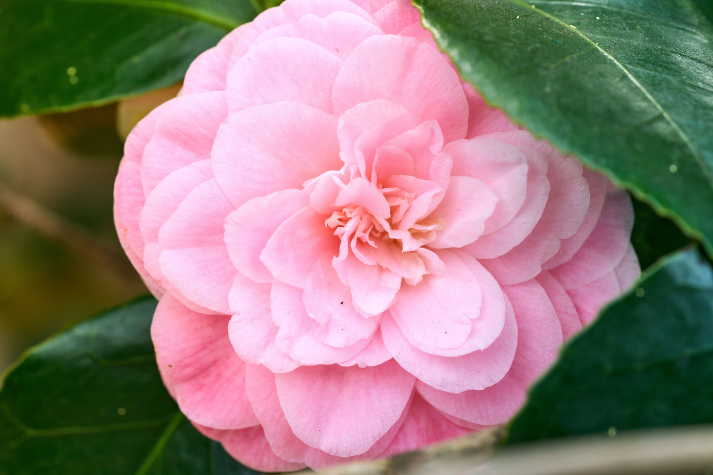 Pink Perfection Camellia Japonica Live Starter Plant – Well Rooted Camellia in Pot
