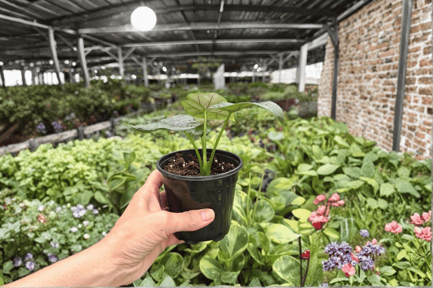 2 Exact Alocasia 'Silver Wings' (Silver Dragon × Scalprum) Live Plants in 4-Inch Pots