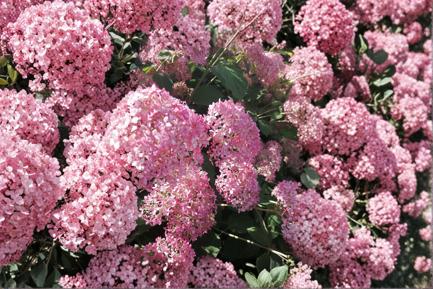 Pink Diamond Hydrangea Live Plants 2 Rooted Starters 1 Qt Pots Hydrangea Paniculata Pink White Flower Shrub