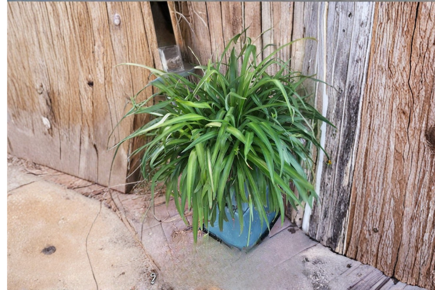 10 Green Spider Plant Cuttings – Chlorophytum capense – Live Plant Cuttings