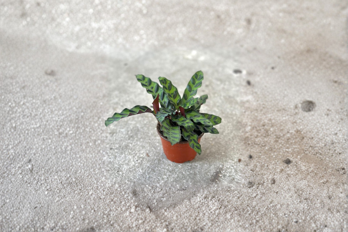 Calathea Rattlesnake Live Plant Lancifolia Tropical Indoor Prayer Plant 2 Inch Starter Gift