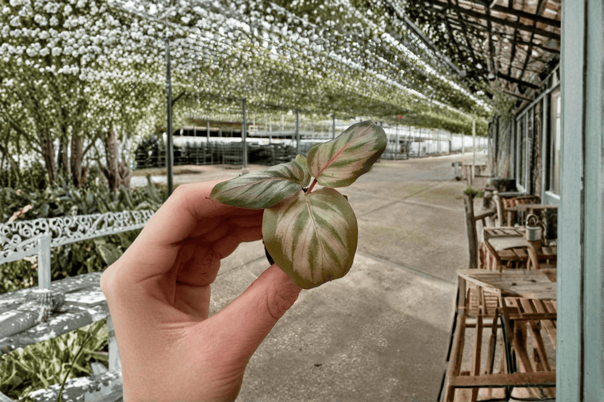 Calathea Red Peacock 2 Live Starter Plants – Goeppertia makoyana