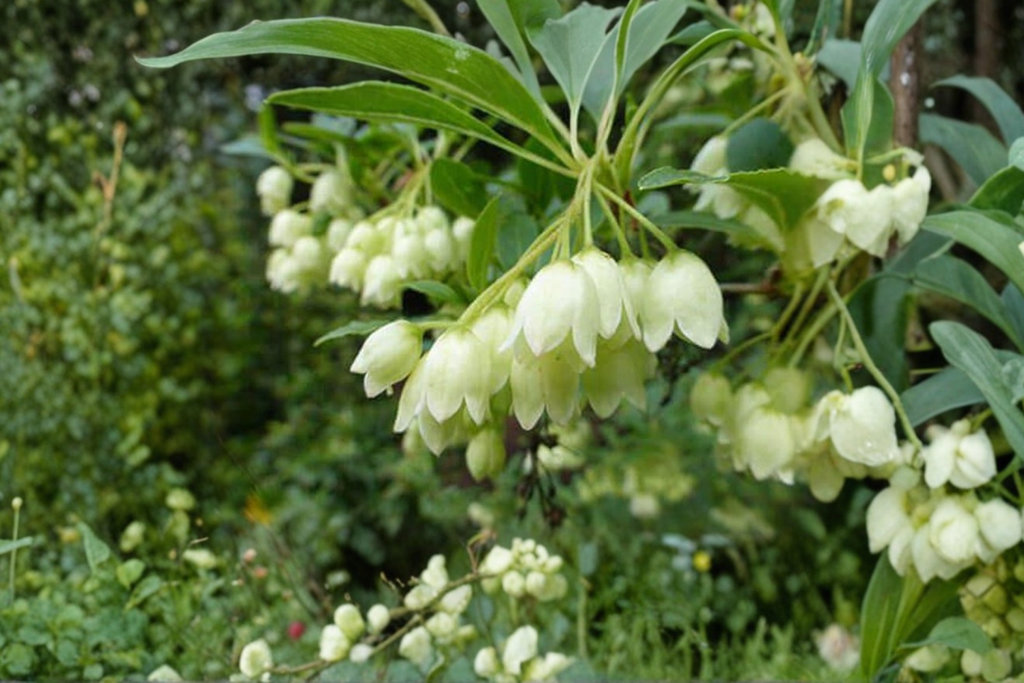 White Redvein Enkianthus ‘Albiflorus’ Live Plant 2 Gallon – Enkianthus campanulatus Flowering Shrub Garden Plant