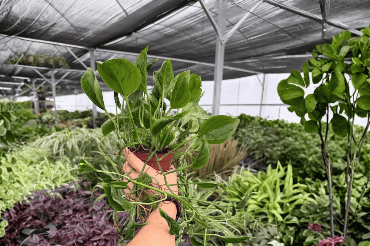 Shangri La Pothos 2 Exact Live Plants – 4-Inch Pots – Epipremnum aureum ‘Shangri La’
