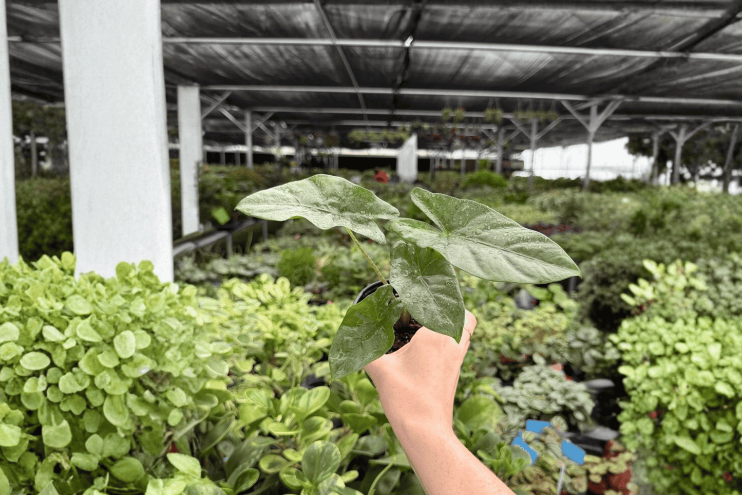 Alocasia Corazon 2 Exact Live Plants – 4-Inch Pots – Alocasia 'Corazon'