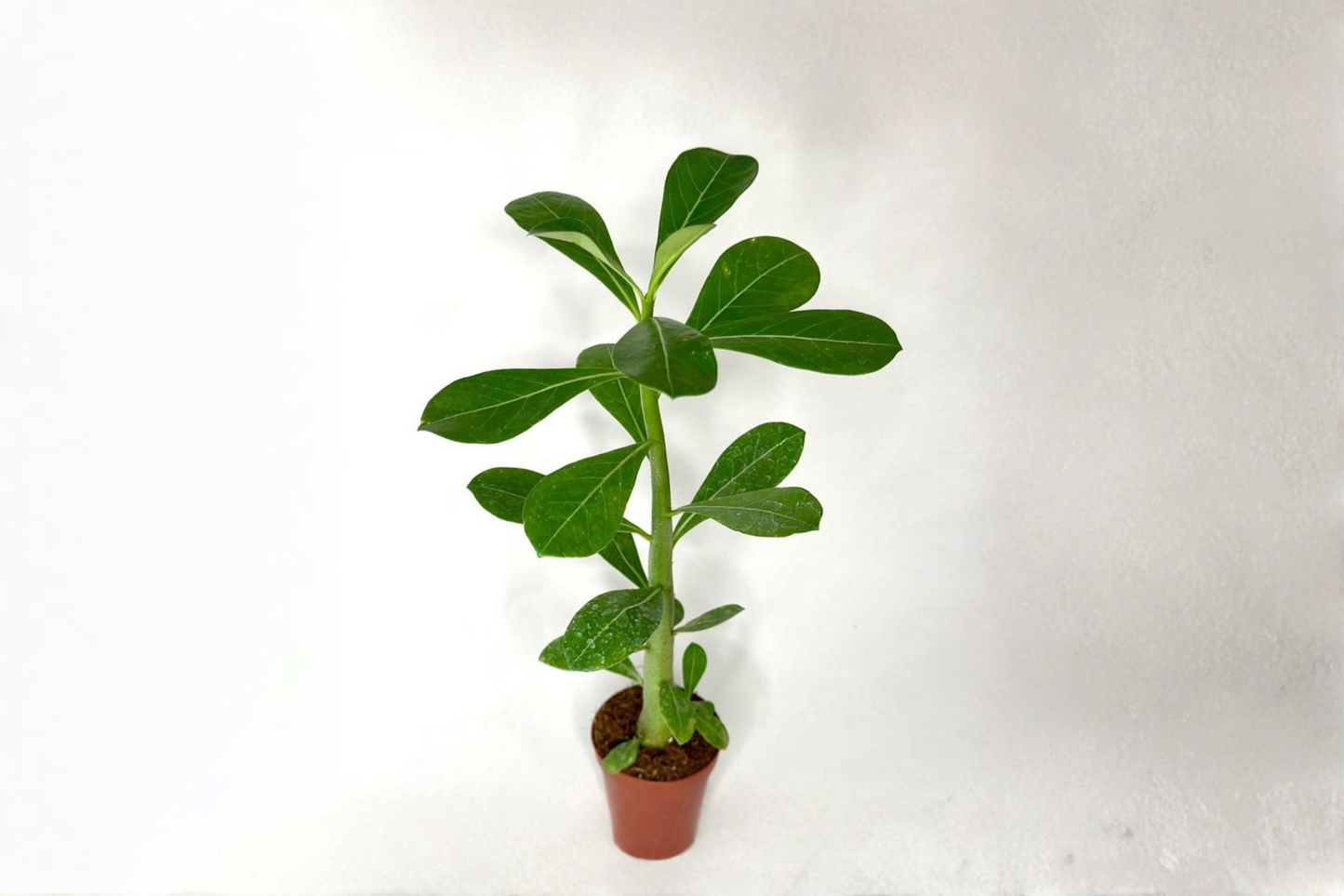 Desert Rose Plant Live Adenium Obesum 4 Inch Pot Blooming Succulent Caudex Houseplant