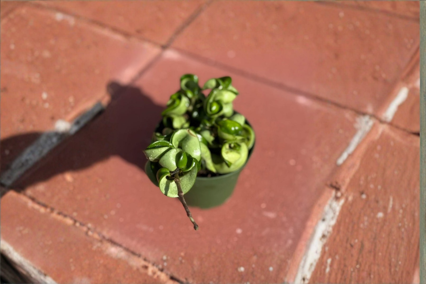 Hoya Compacta Live Plant Hindu Rope Hoya Starter Houseplant in 4 Inch Pot Rare Tropical Plant Gift