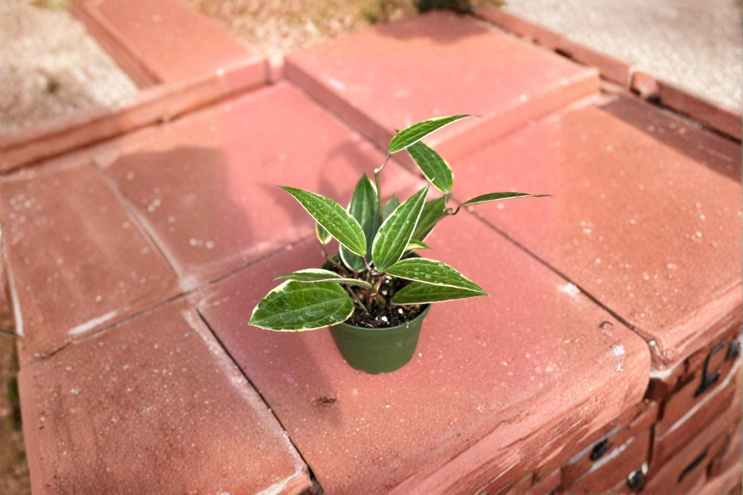 Hoya Macrophylla Variegata Live Plant Variegated Hoya Starter Houseplant in 4 Inch Pot Rare Tropical Gift