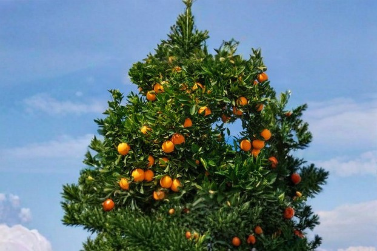 Succari Sweet Egyptian Orange Tree Live Plant 1 Gallon Sweet Orange Citrus Tree Fruit Tree for Container Gardens