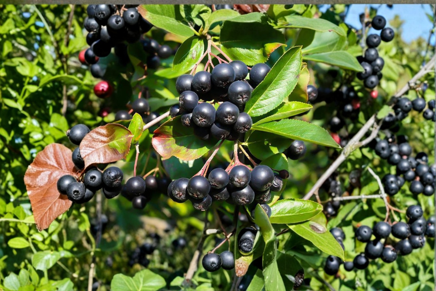 Nero Aronia Berry Bush Live Plant Black Chokeberry Shrub Self Fertile Cold Hardy Fruit Plant for Garden Landscape and Orchard