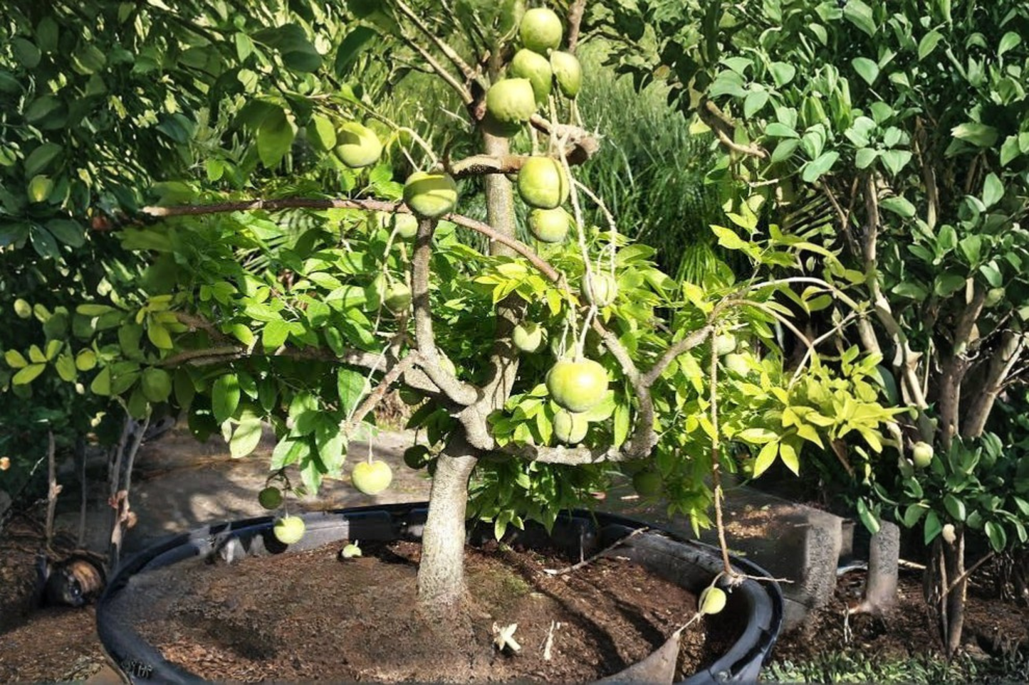 White Sapote Seedling Tree Live 1-Year-Old 10–12" Tall – Casimiroa edulis