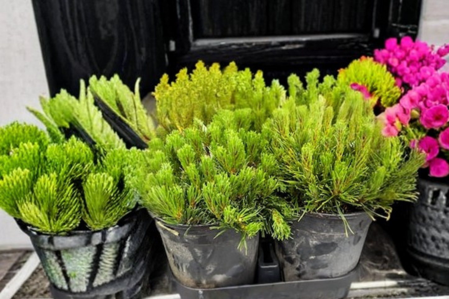 Good Pine Limber Pine Live Plant 10 Inch Tall – Pinus flexilis Evergreen Tree 1 Gallon Pot Hardy Garden Landscape Plant
