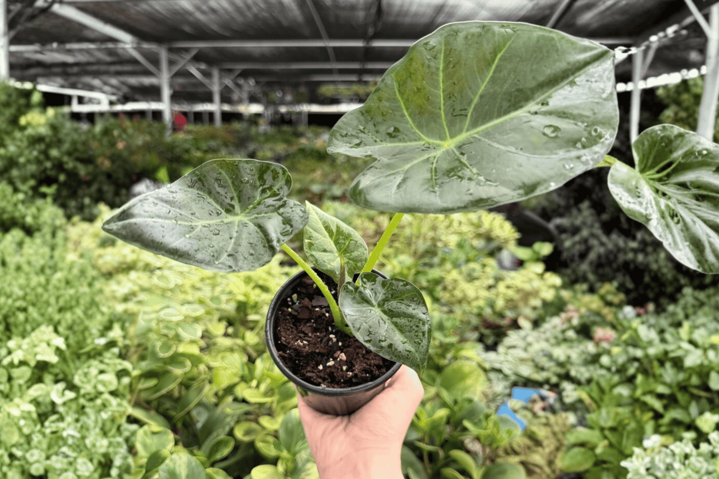 Alocasia Regal Shield 2 Exact Live Plants – 4-Inch Pots – Alocasia 'Regal Shields'