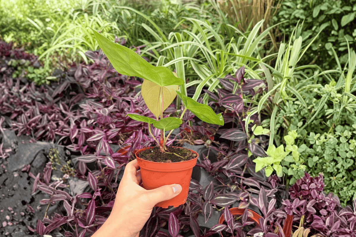 Anthurium Red Gunsal × Regale 2 Exact Live Plants – 4” Size Bare Root