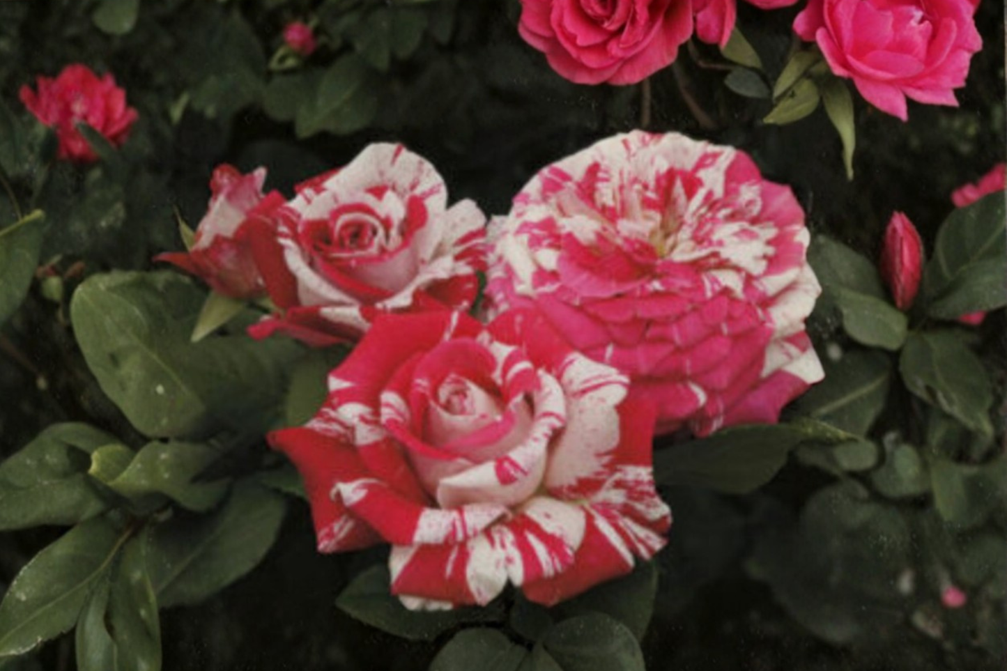 Scented Pink Dragon Rose Bush Seeds Fragrant Flower Garden Planting 30 Seeds